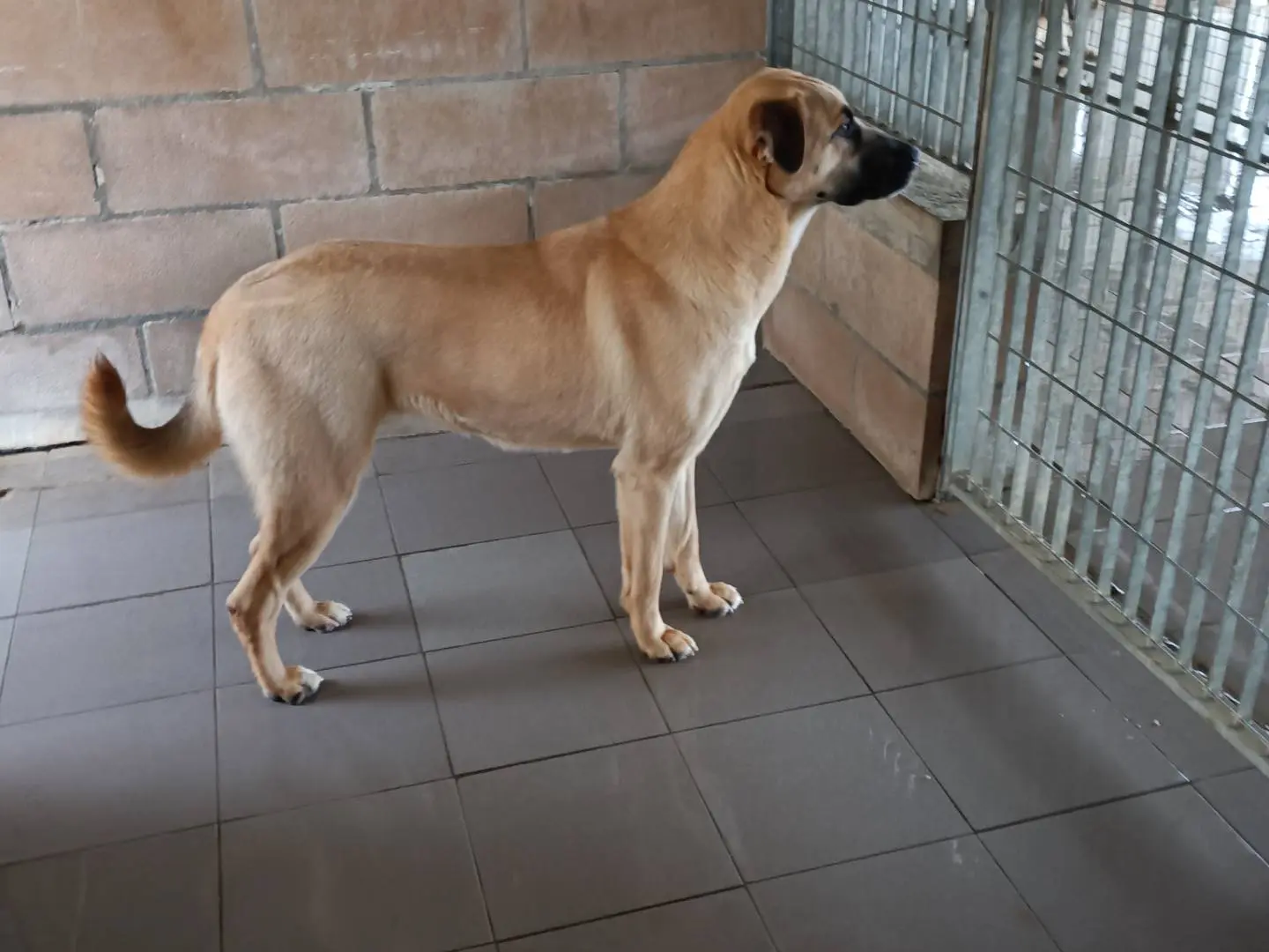 Vuoi adottare un cane a Potenza?