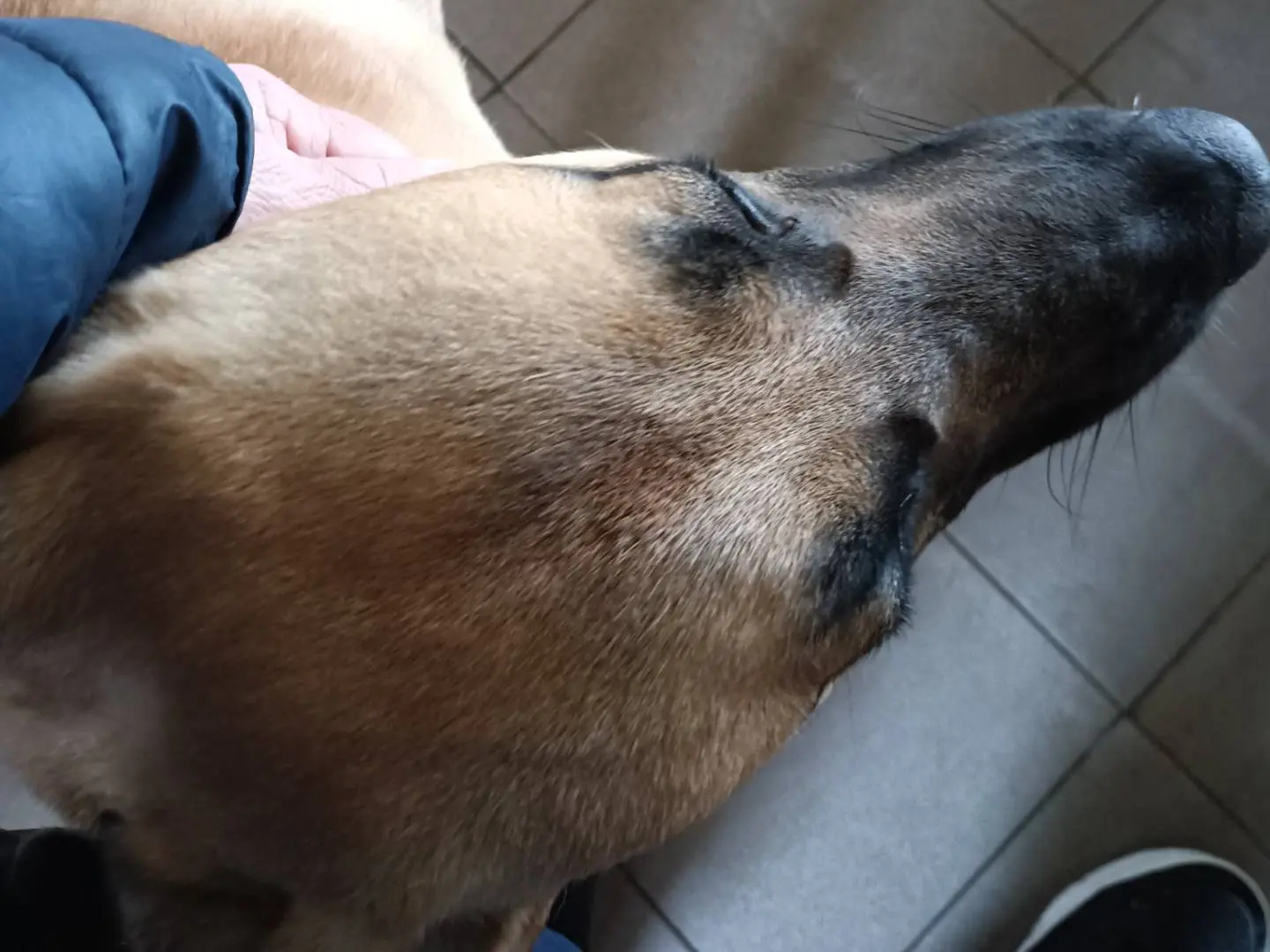 Adotta il cane OTTI a Potenza