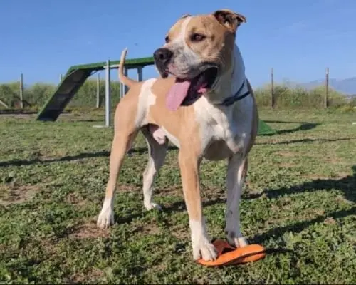 Adozione cane, maschio, Pitbull, 10 anni e 4 mesi, taglia media, Roma