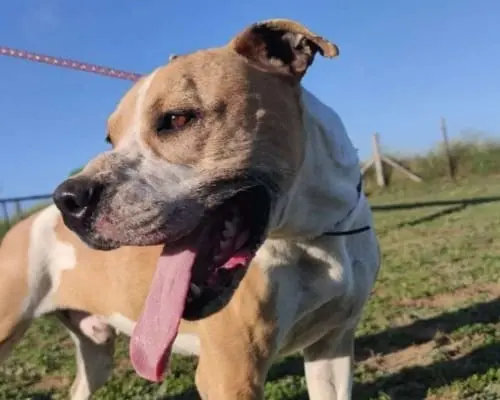 Adotta il cane Dino a Roma