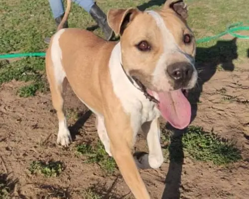 Adotta un cane, maschio, 10 anni e 4 mesi, Roma