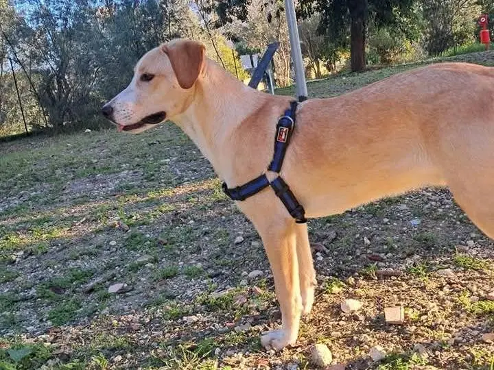 Vuoi adottare un cane a Agrigento?