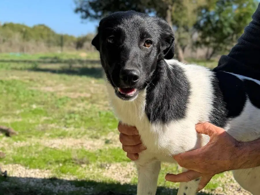 Vuoi adottare un cane a Lecce?