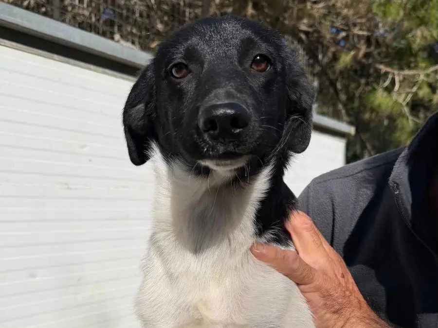 Adotta un cane, taglia media contenuta, femmina, Lecce