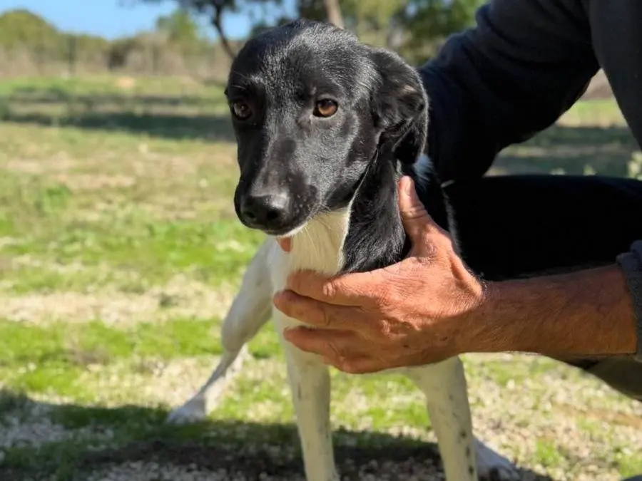 Adozione cane, femmina, Razza sconosciuta Razza sconosciuta, 5 mesi, taglia media contenuta, Lecce
