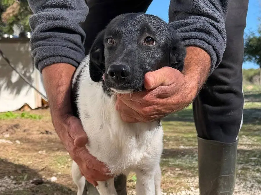 Adotta un cane, femmina, 5 mesi, Lecce