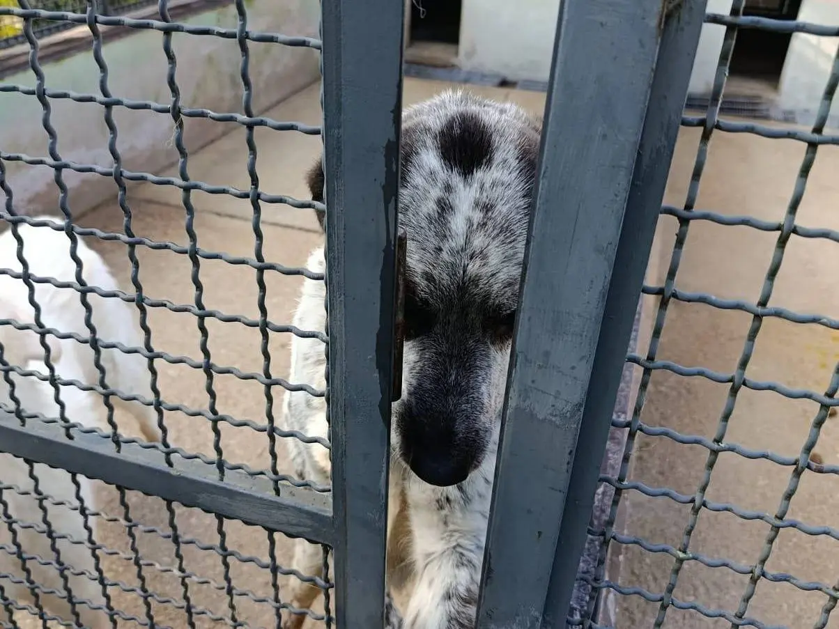Adozione cane, femmina, Razza sconosciuta Razza sconosciuta, 8 anni e 1 mese, taglia grande, Avellino