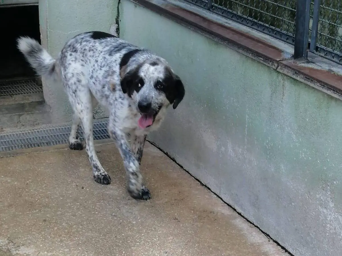 Adotta un cane, femmina, 8 anni e 1 mese, Avellino