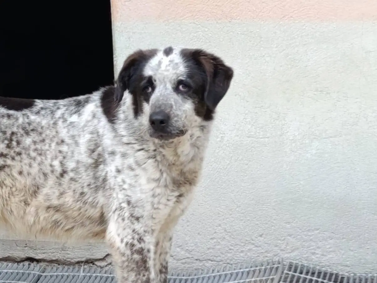 Adotta un cane, taglia grande, femmina, Avellino