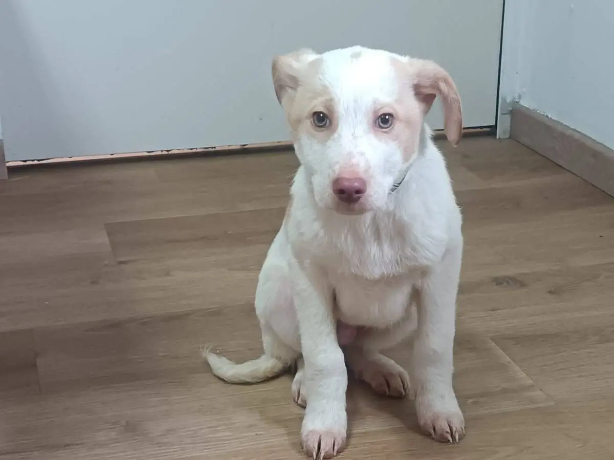 Adozione cane, maschio, Razza sconosciuta Razza sconosciuta, 1 anno, taglia media, Potenza