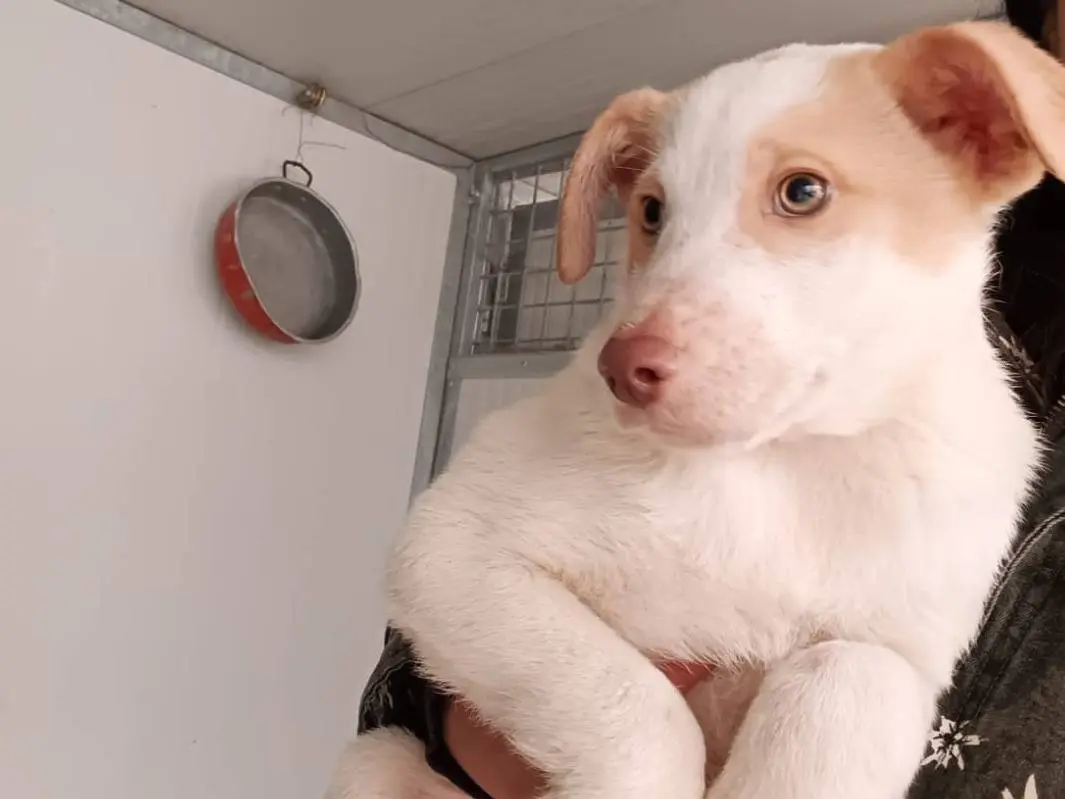 Adotta un cane, maschio, 1 anno, Potenza