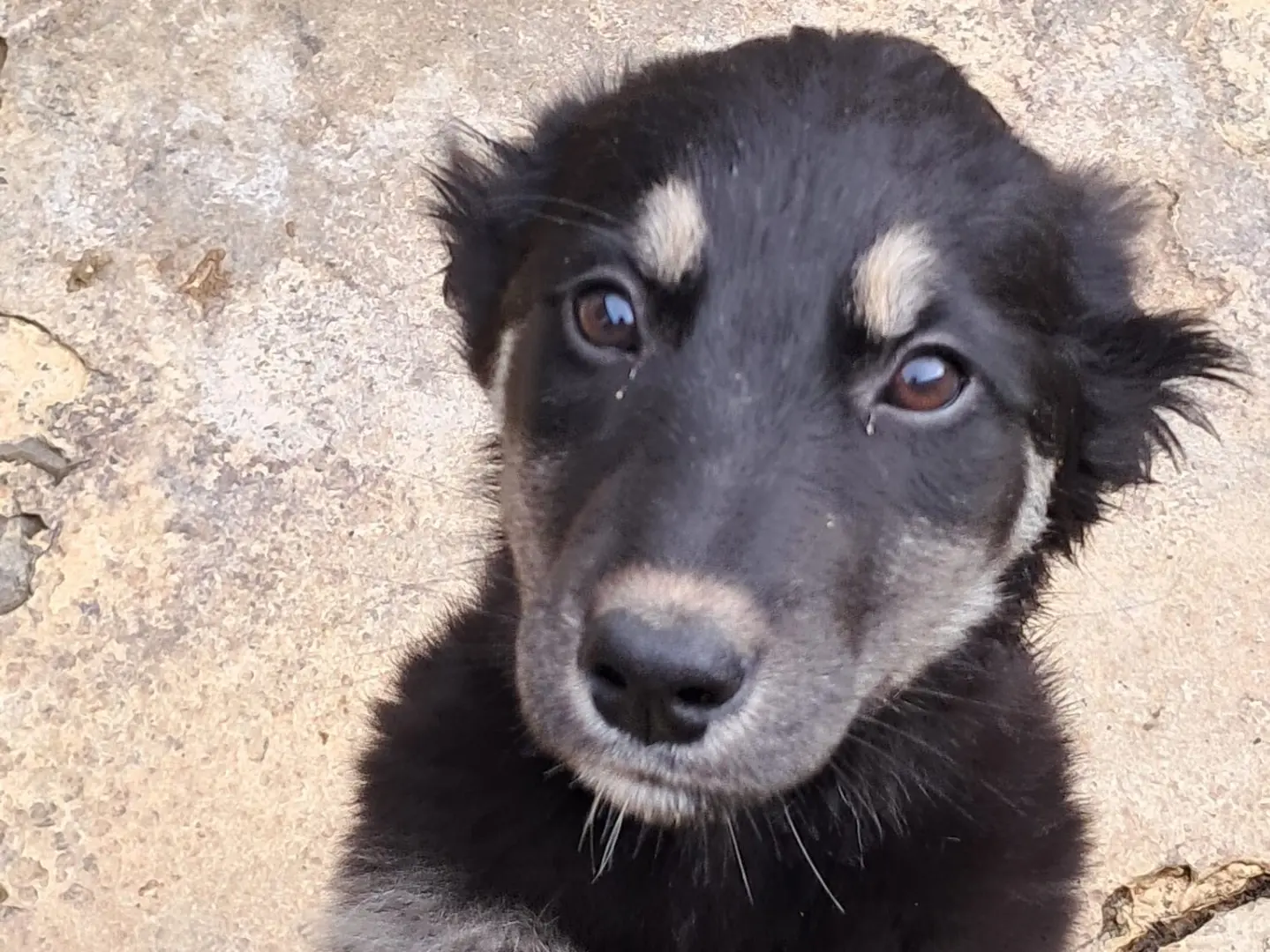 Adotta un cane, femmina, 8 mesi, Genova