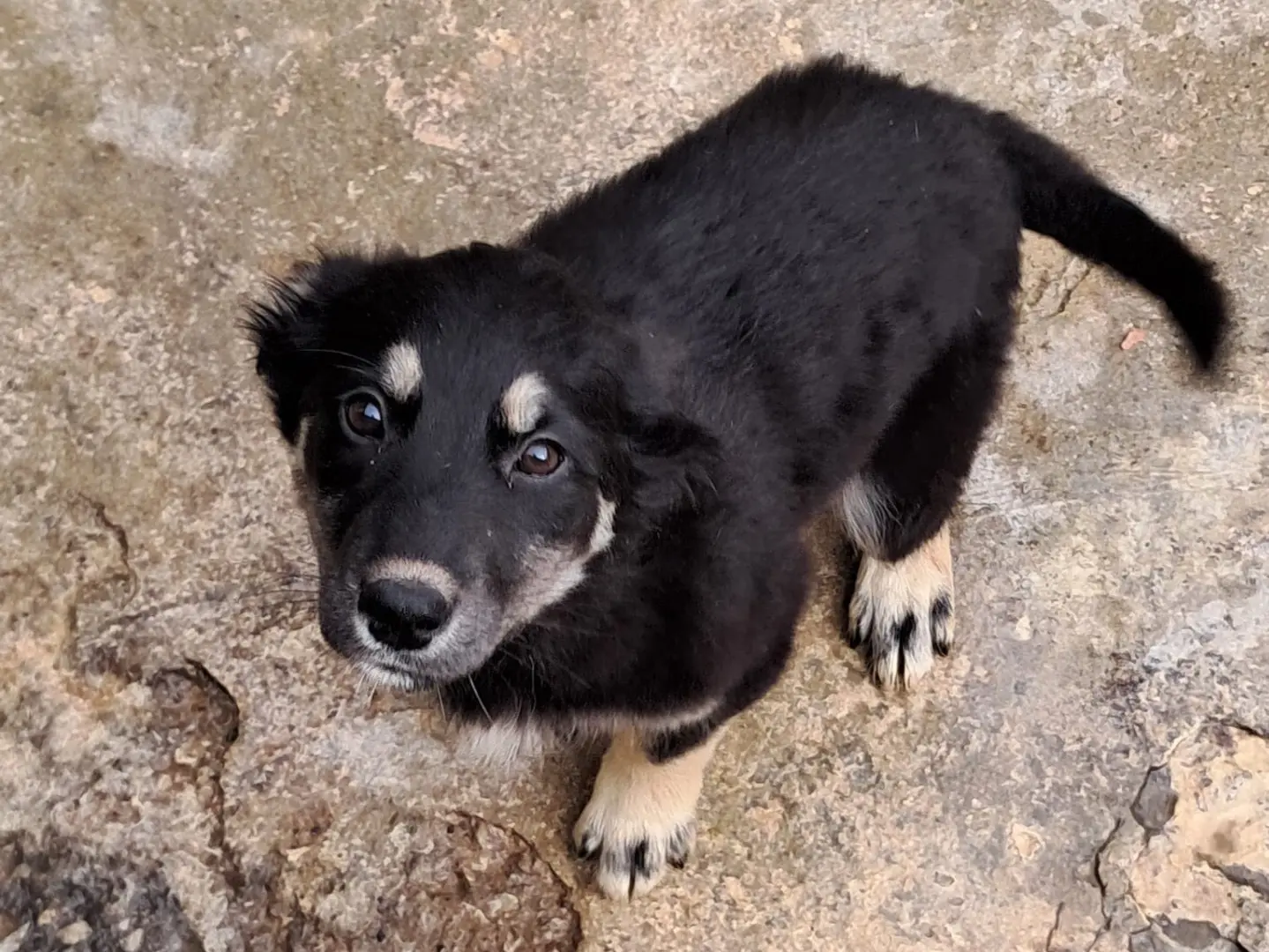 Adotta un cane, taglia media, femmina, Genova