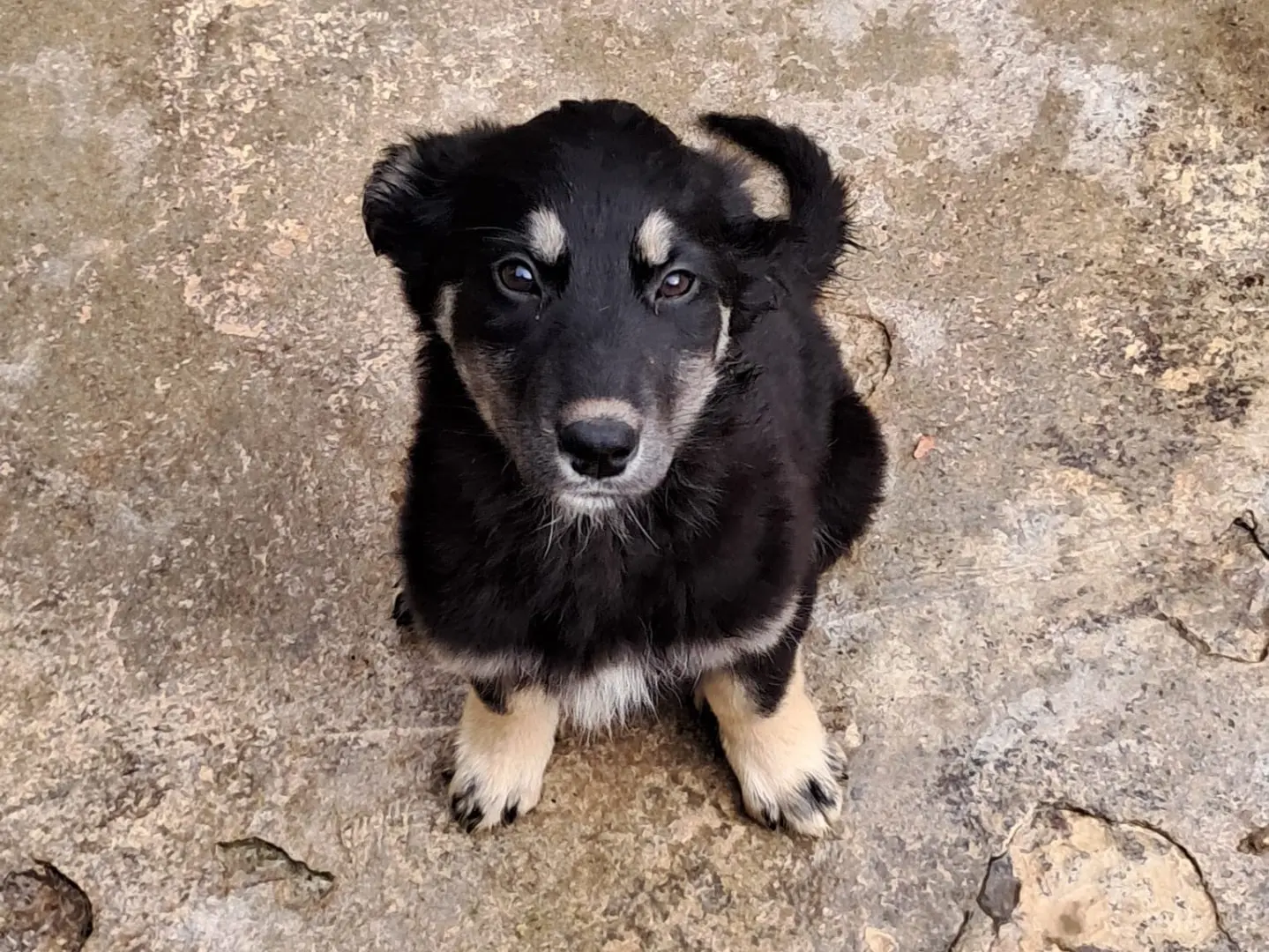 Adozione cane, femmina, Razza sconosciuta Razza sconosciuta, 8 mesi, taglia media, Genova