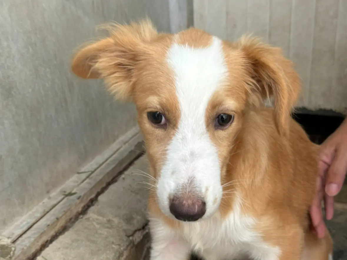 Vuoi adottare un cane a Trapani?