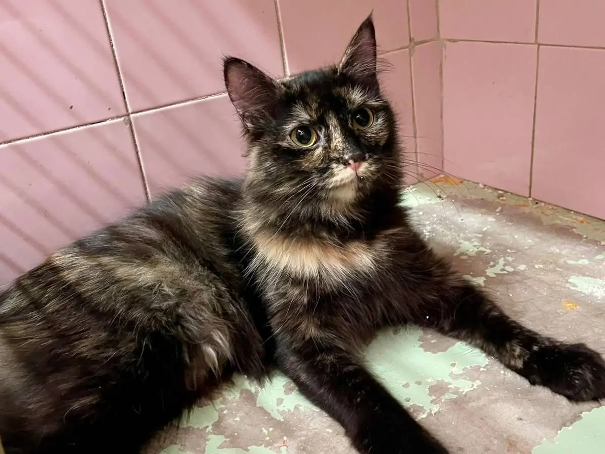 Adozione gatto, femmina, Razza sconosciuta Razza sconosciuta, 6 mesi, taglia non valida, Milano