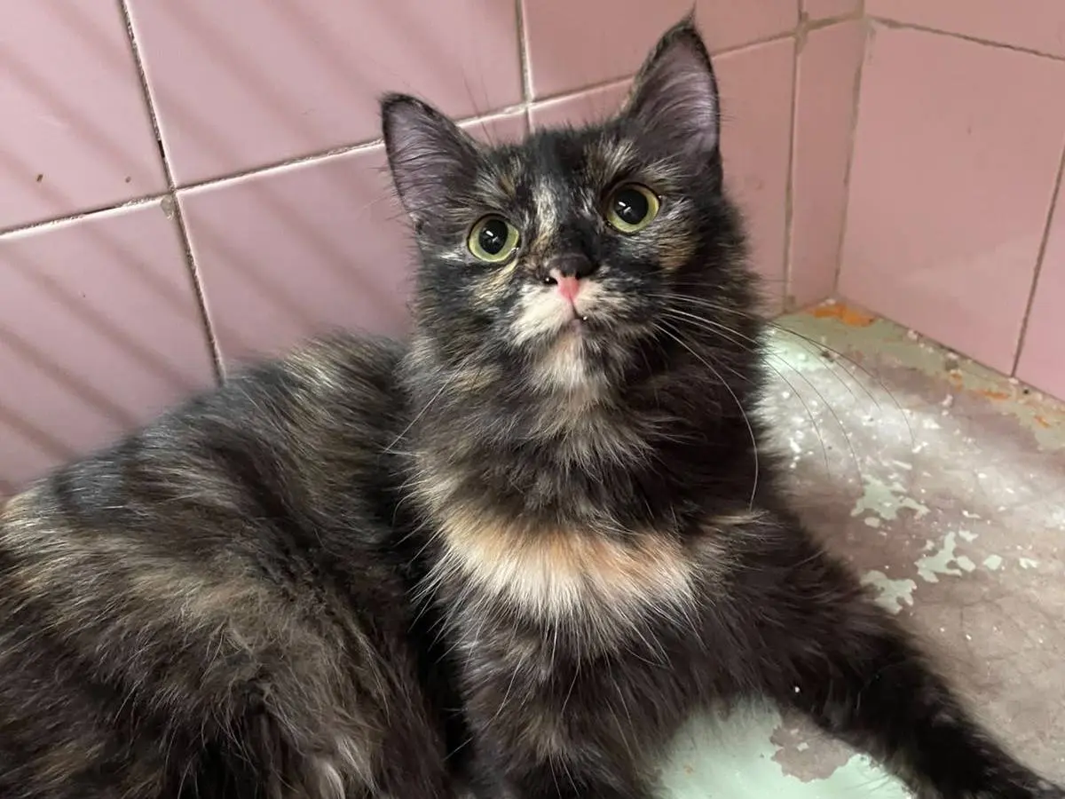 Adotta un gatto, femmina, 6 mesi, Milano