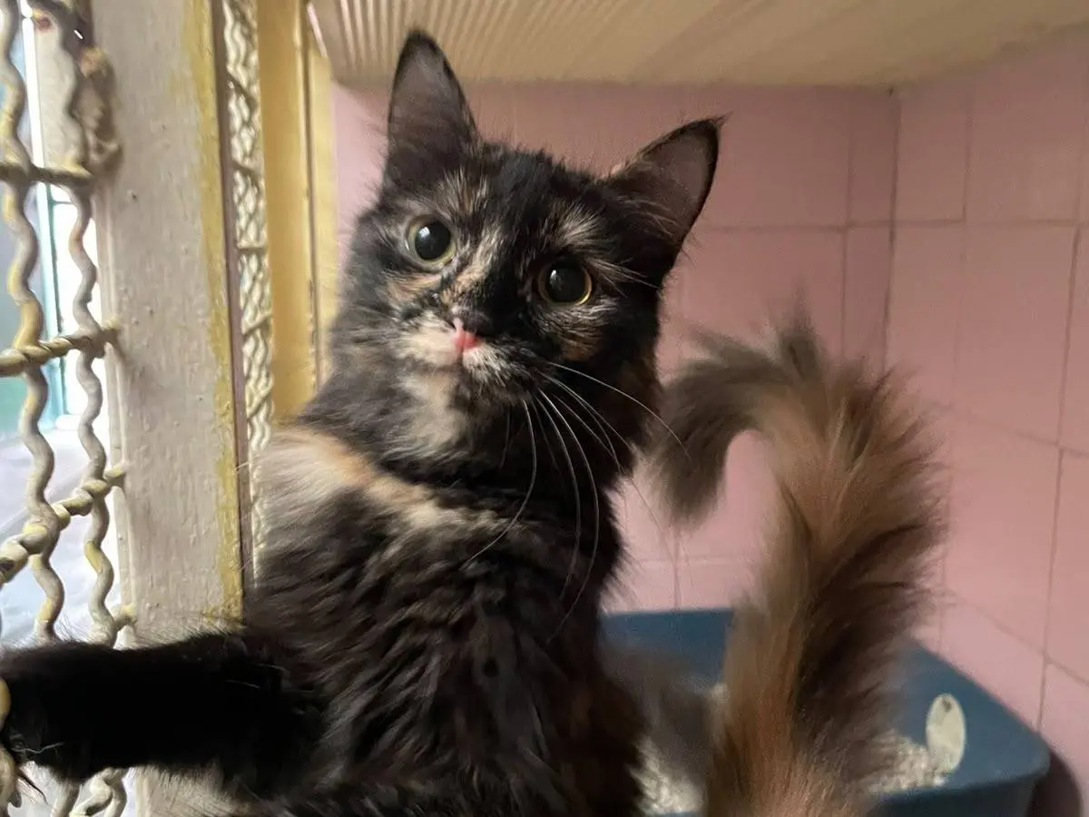 Adotta un gatto, taglia non valida, femmina, Milano