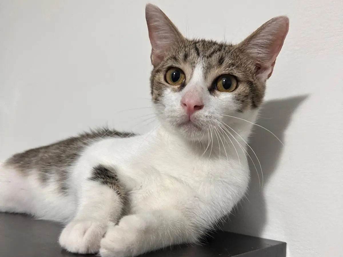 Adozione gatto, maschio, Razza sconosciuta Razza sconosciuta, 6 mesi, taglia non valida, Latina