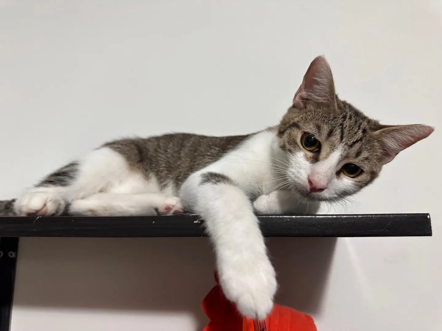 Adotta un gatto, maschio, 6 mesi, Latina