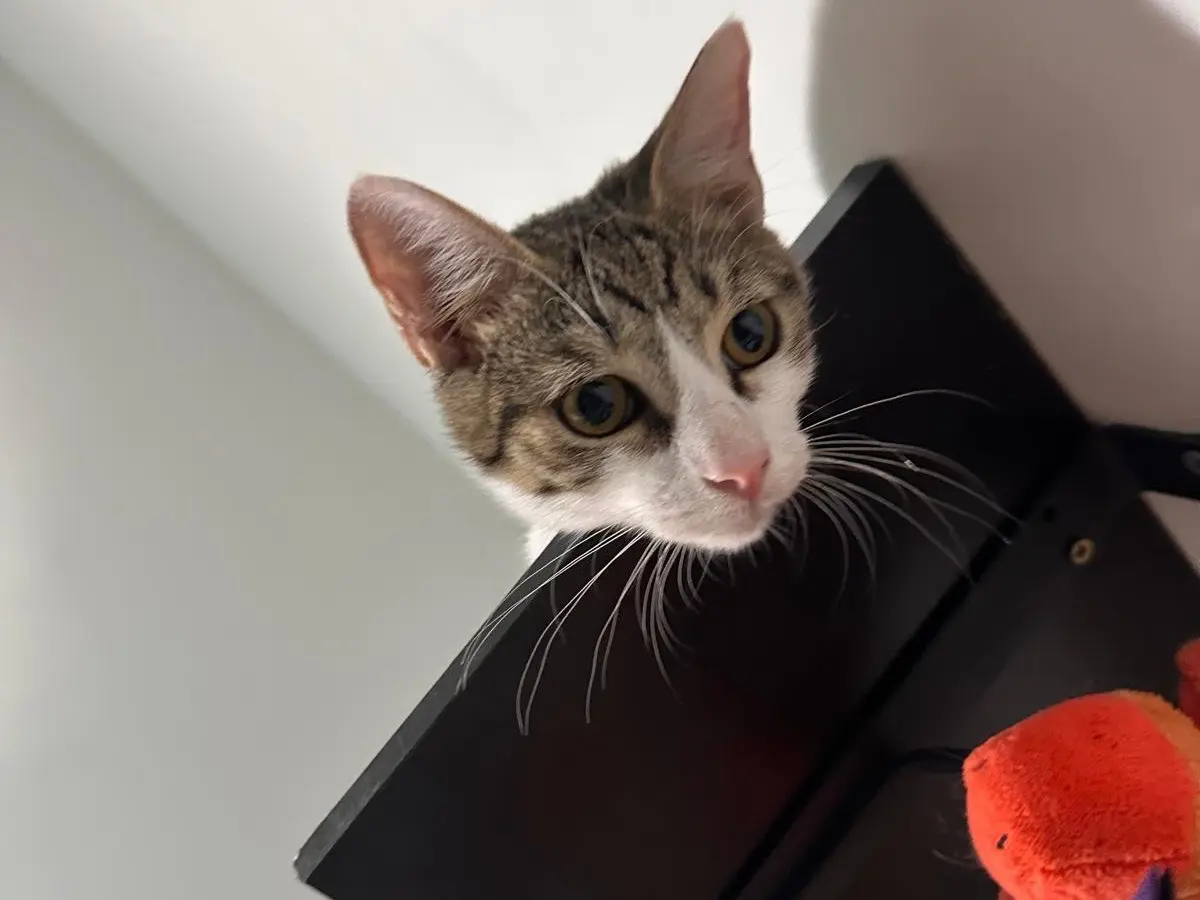 Adotta un gatto, taglia non valida, maschio, Latina