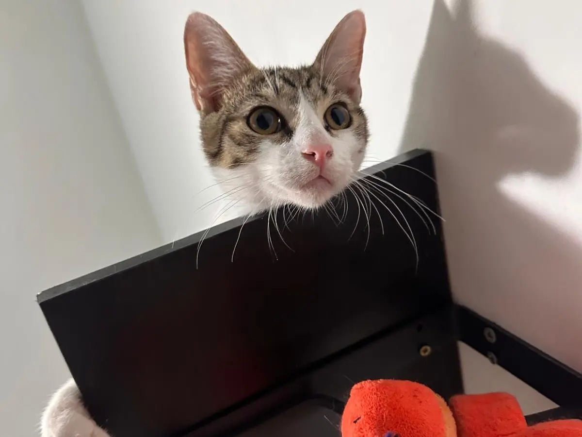 Vuoi adottare un gatto a Latina?