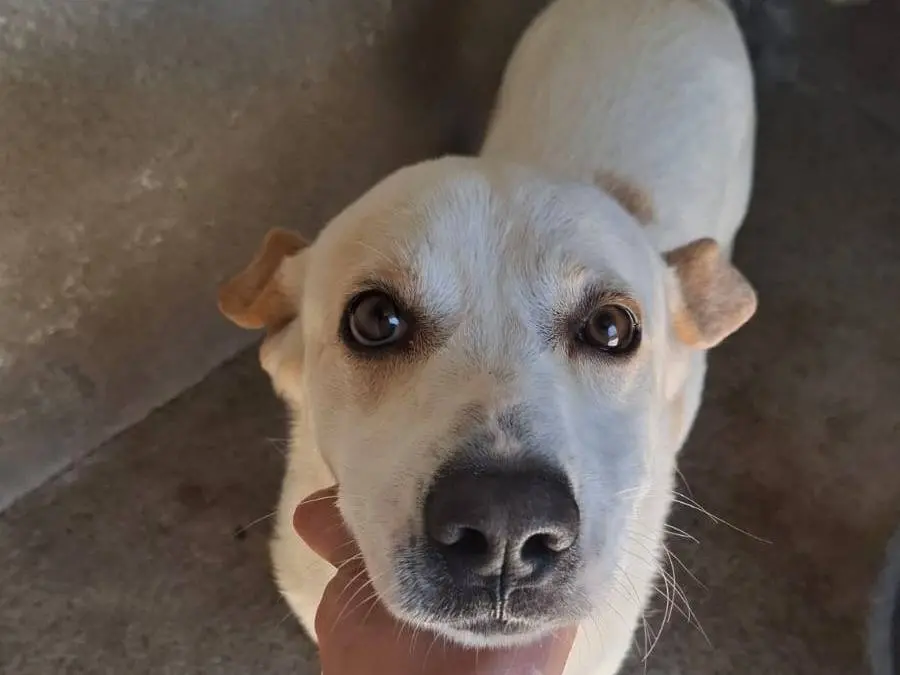 Adotta un cane, taglia media, maschio, Belluno