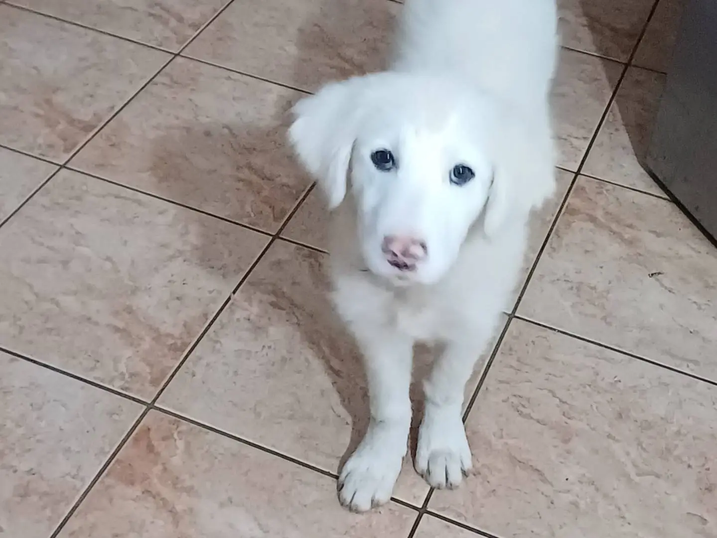 Adotta un cane, taglia grande, femmina, Latina