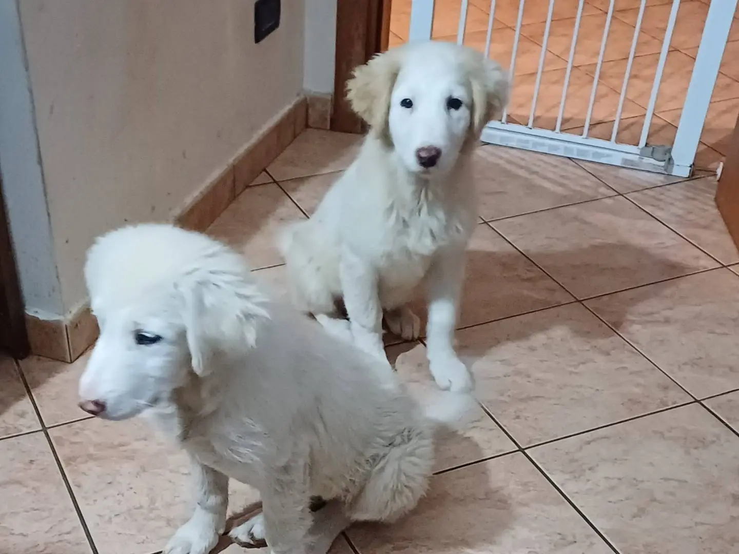 Adotta un cane, femmina, 9 mesi, Latina