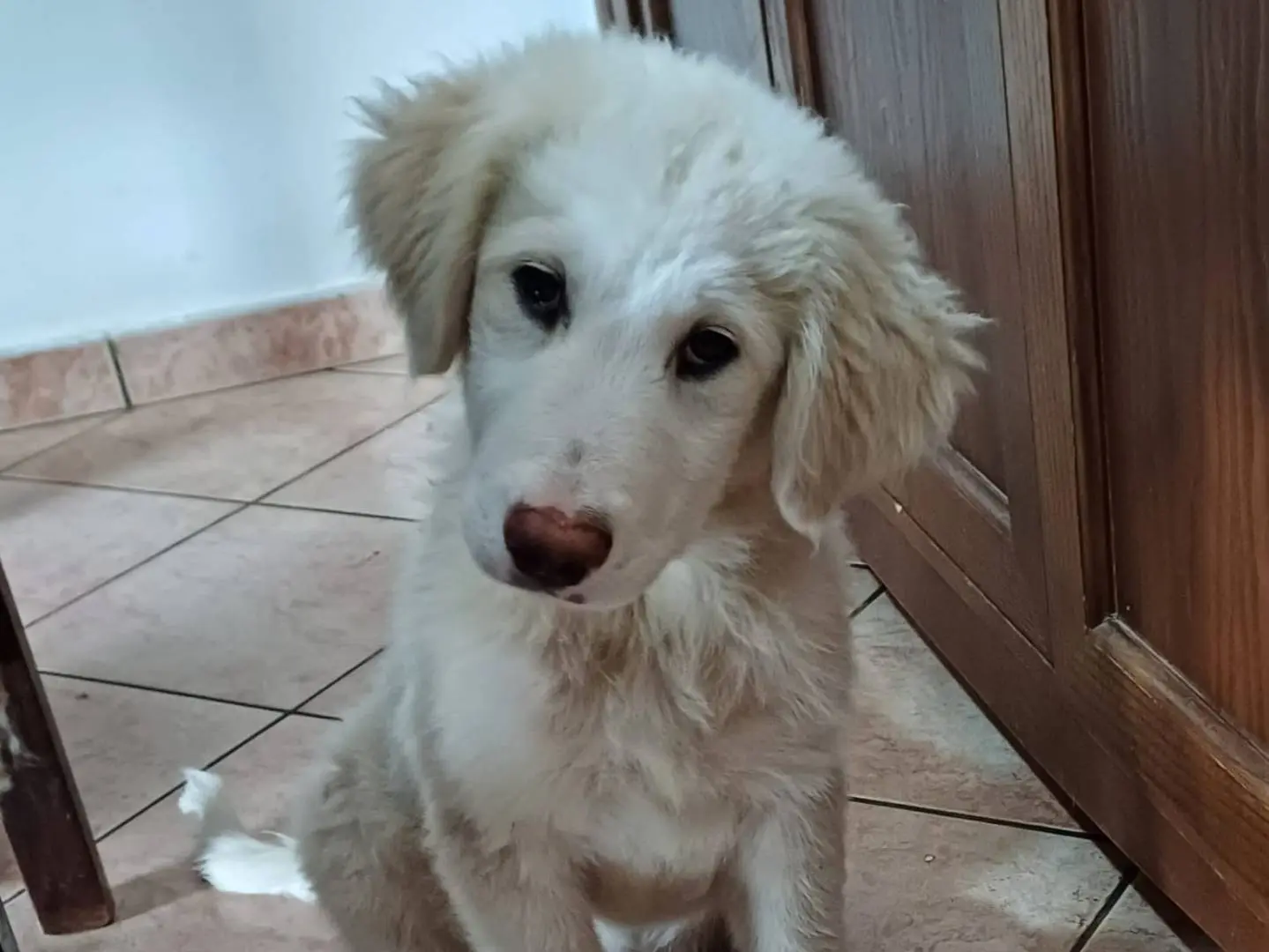 Adozione cane, femmina, Razza sconosciuta Razza sconosciuta, 9 mesi, taglia grande, Latina