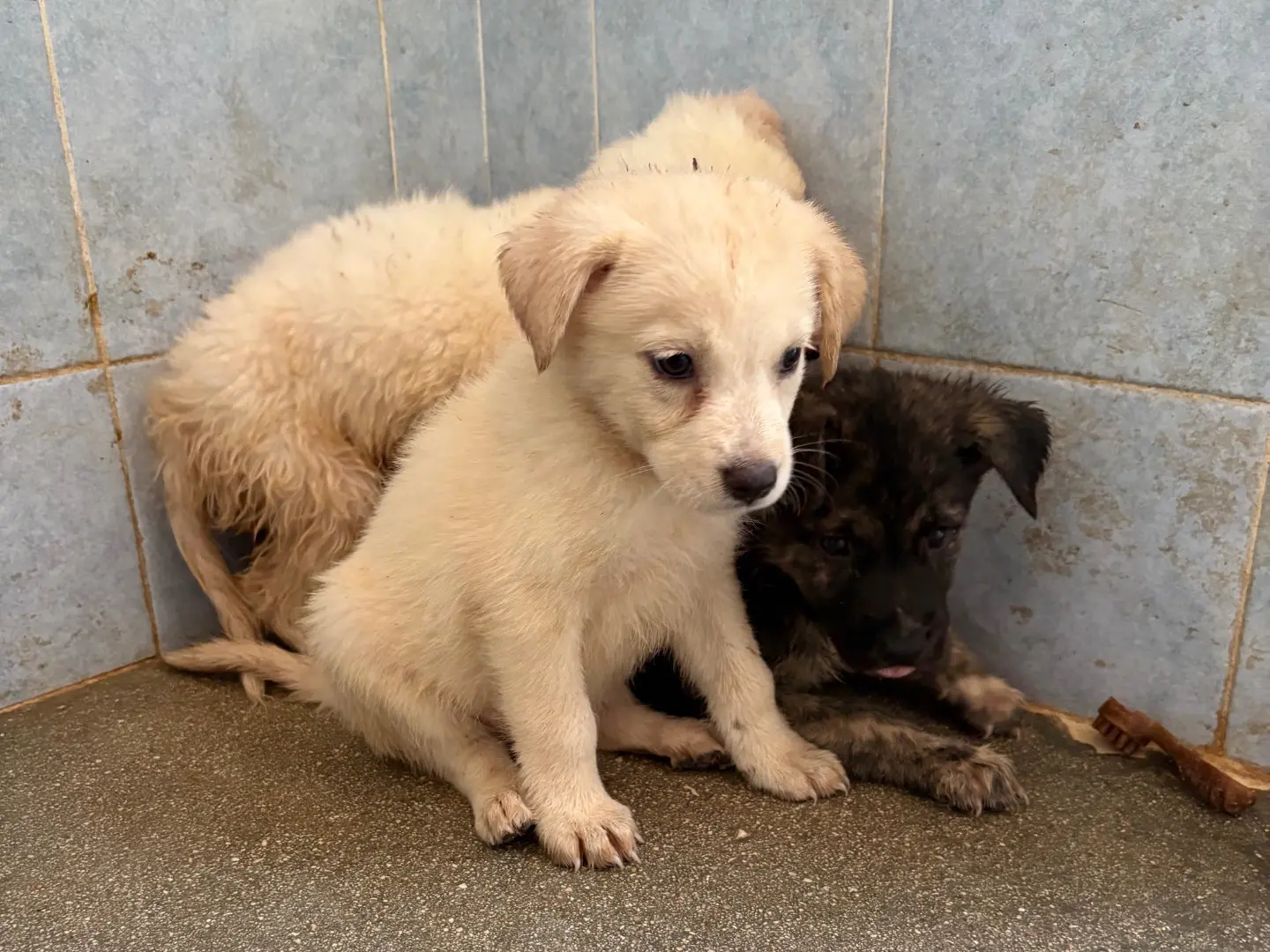Adotta un cane, femmina, 1 anno e 3 mesi, Taranto