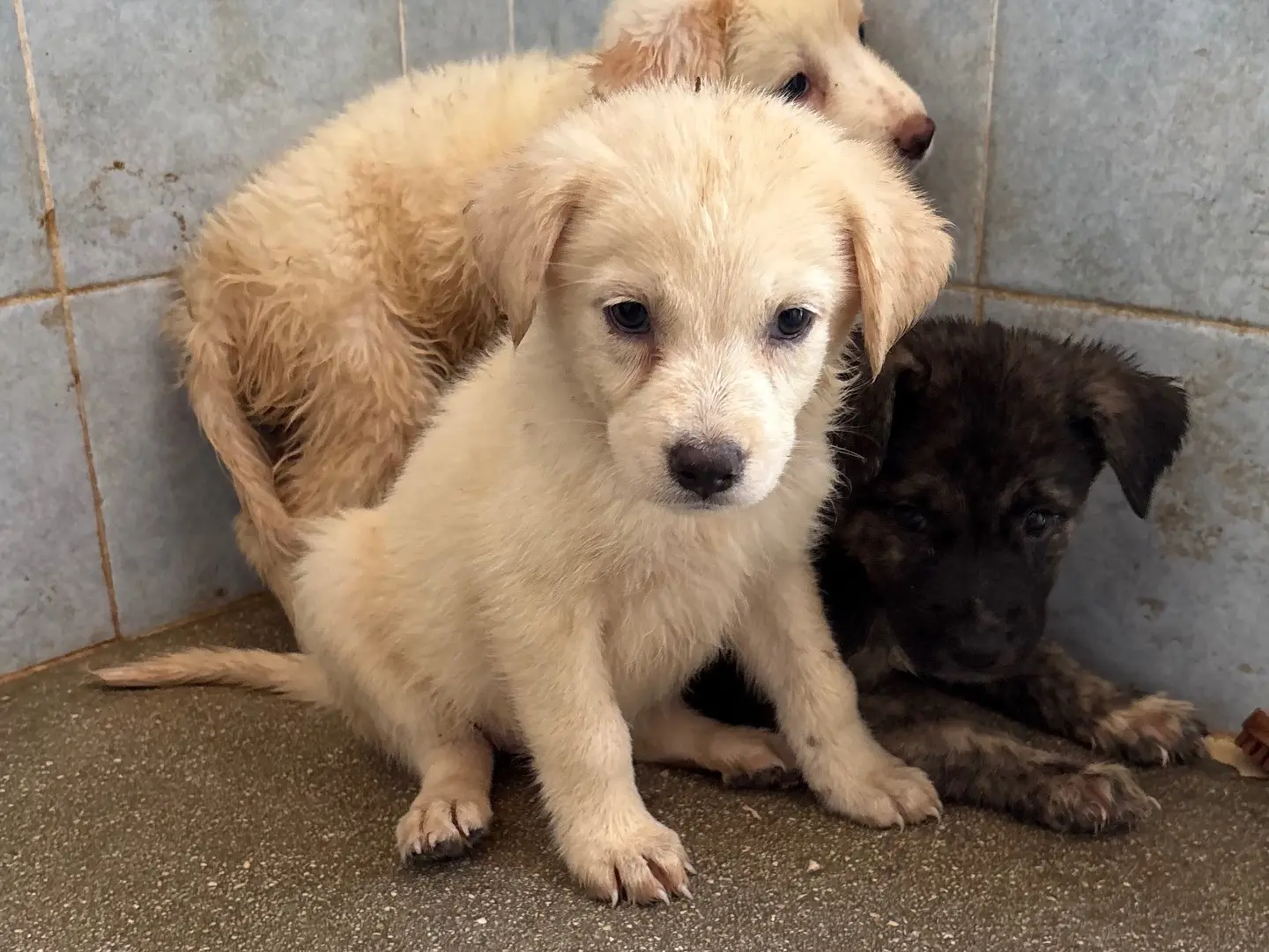 Adozione cane, femmina, Razza sconosciuta Razza sconosciuta, 1 anno e 3 mesi, taglia media, Taranto
