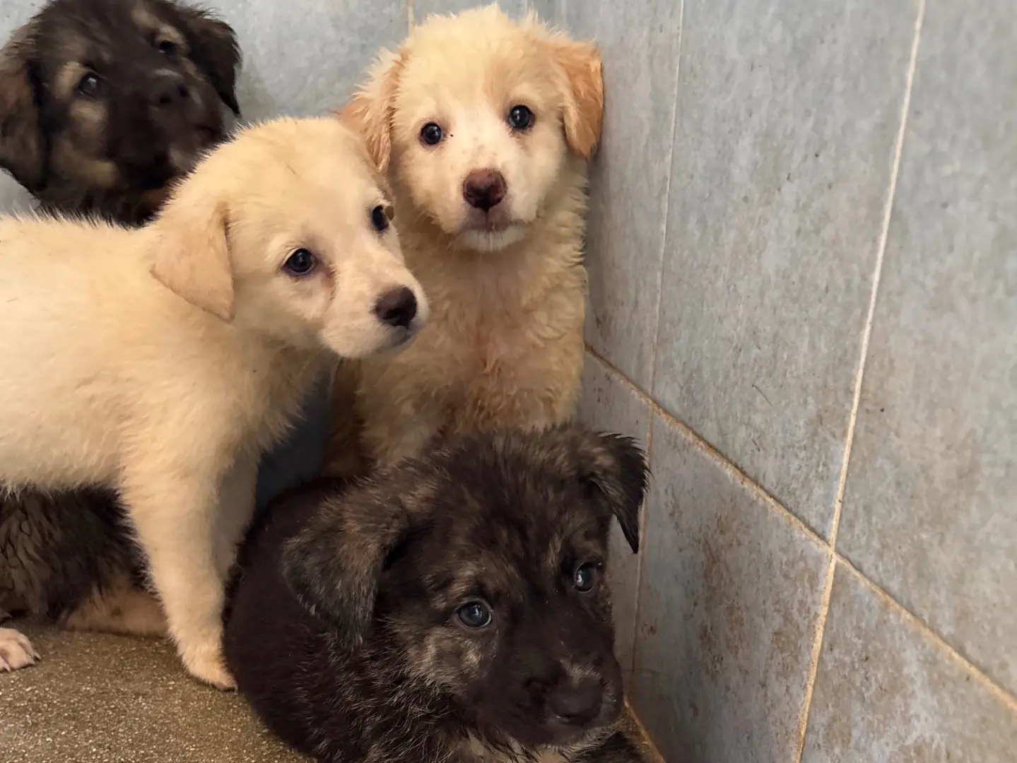 Adotta un cane, taglia media, femmina, Taranto