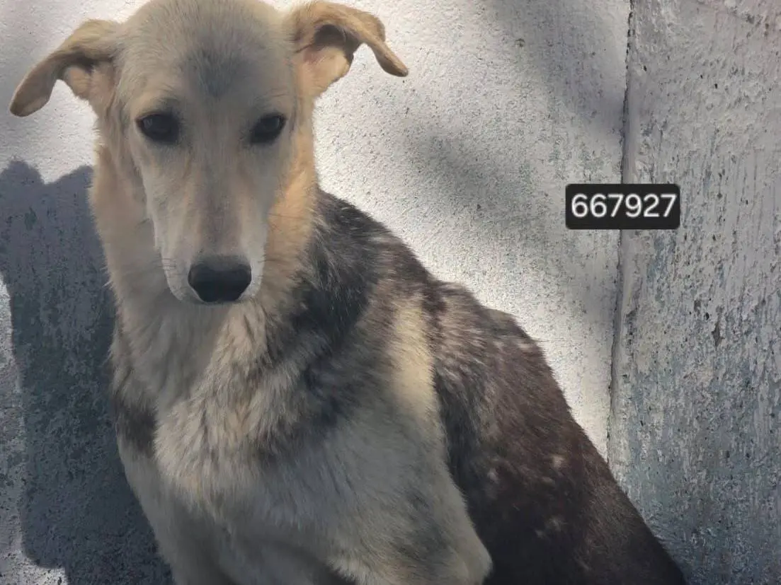 Adozione cane, femmina, Razza sconosciuta Razza sconosciuta, 2 anni e 4 mesi, taglia media, Crotone