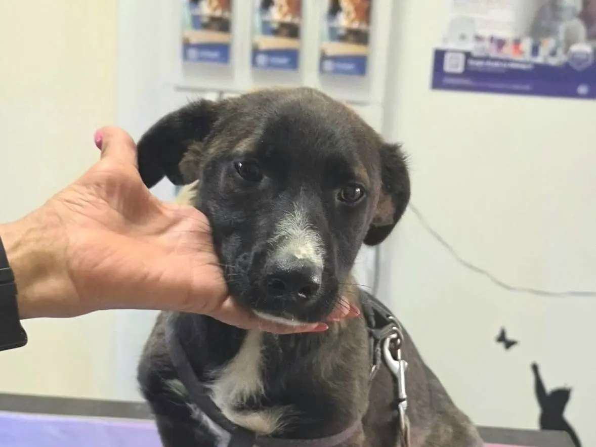 Adotta un cane, femmina, 7 mesi, Taranto