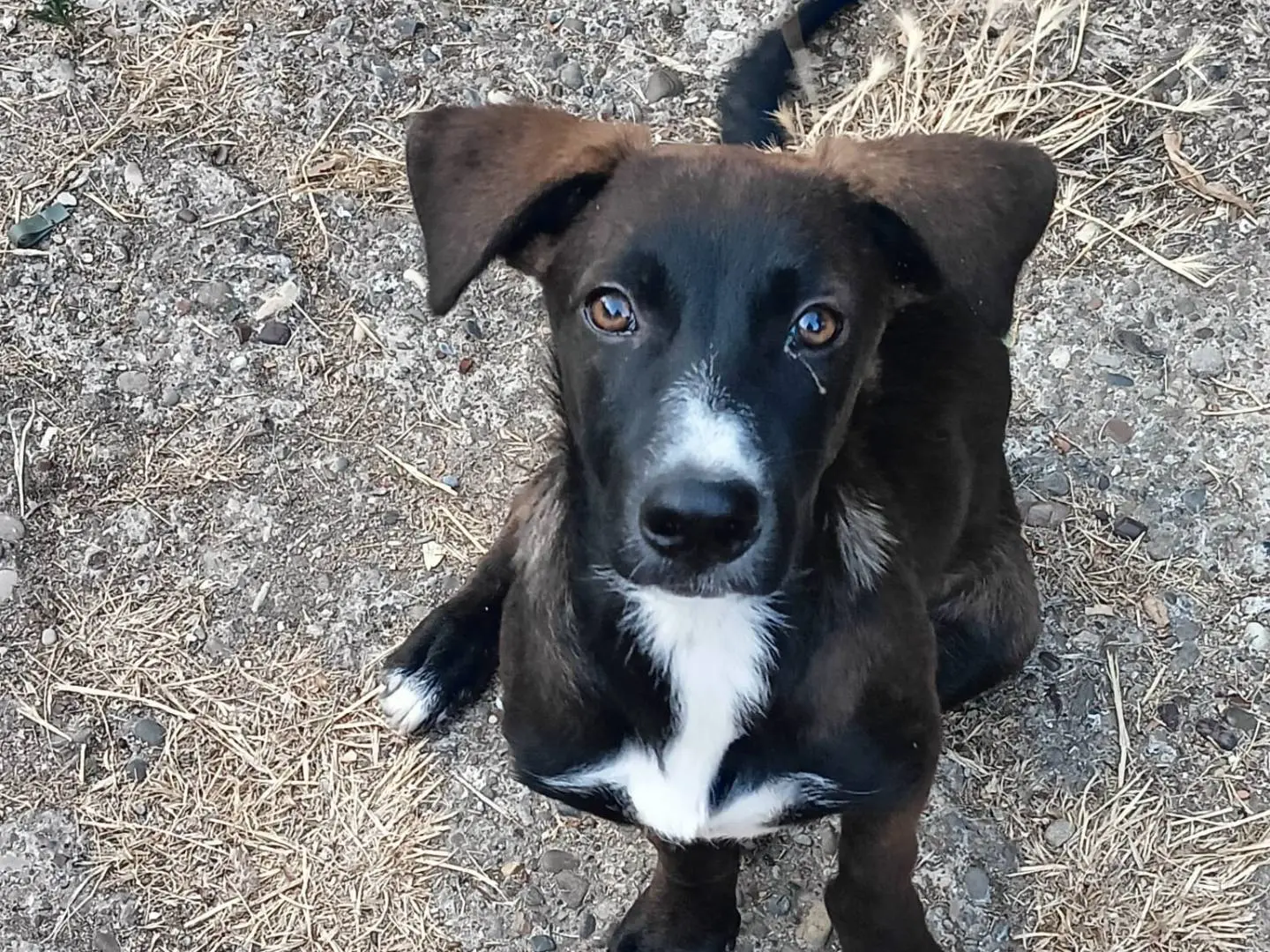Adozione cane, femmina, Razza sconosciuta Razza sconosciuta, 7 mesi, taglia media contenuta, Taranto