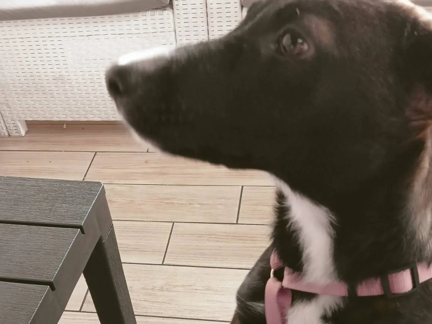 Adotta il cane Mali a Taranto
