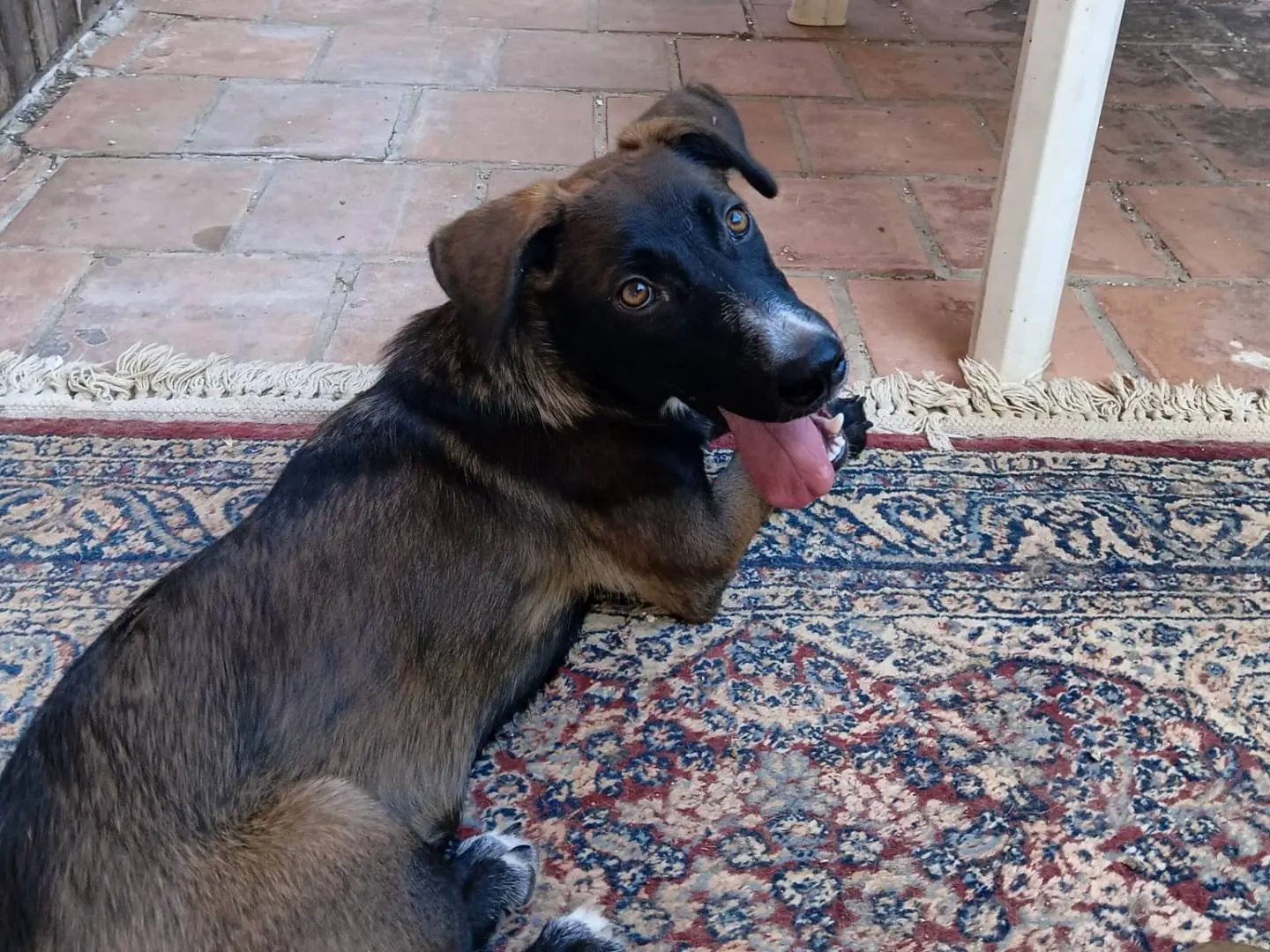 Vuoi adottare un cane a Taranto?