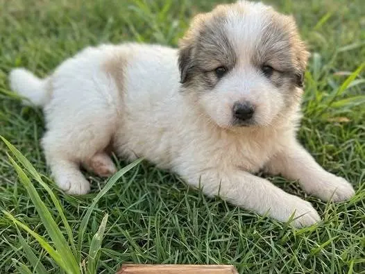Adozione cane, maschio, Razza sconosciuta Razza sconosciuta, 2 mesi, taglia grande, Crotone
