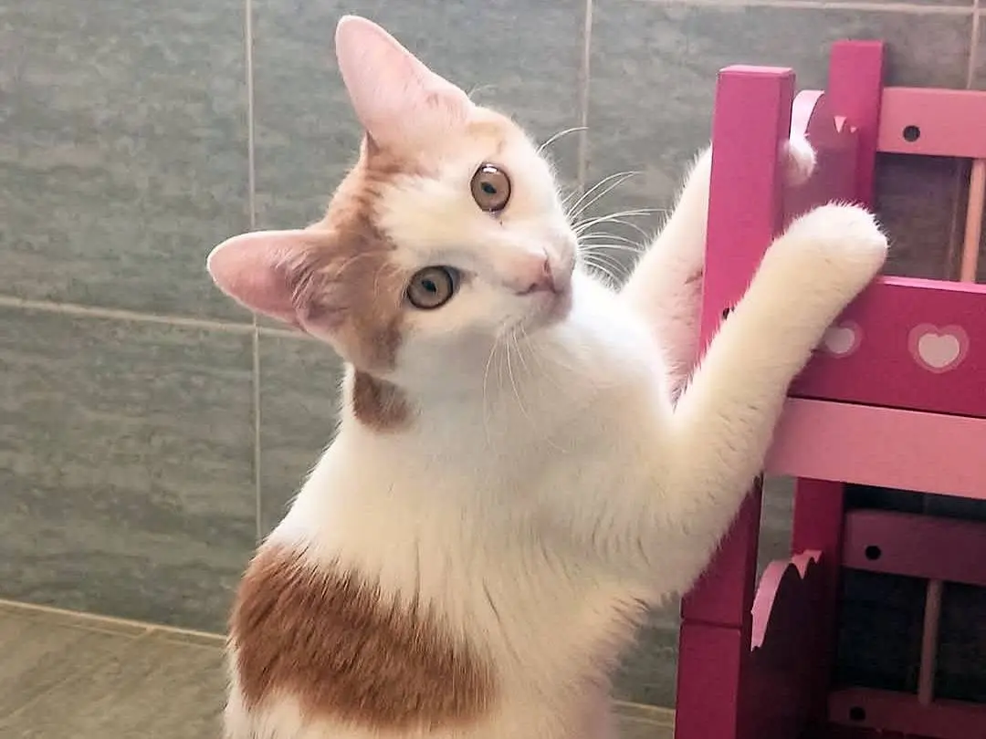 Adotta un gatto, maschio, 5 mesi, Roma