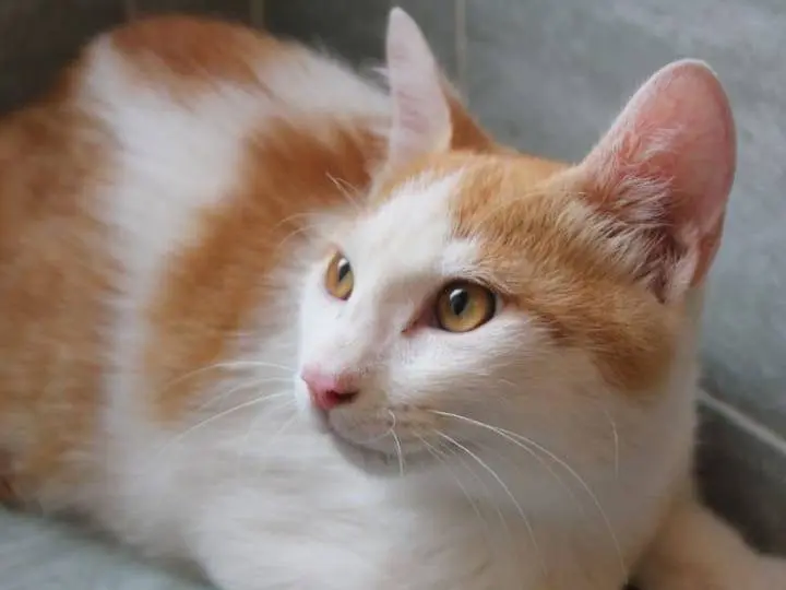 Adozione gatto, maschio, Razza sconosciuta Razza sconosciuta, 5 mesi, taglia non valida, Roma