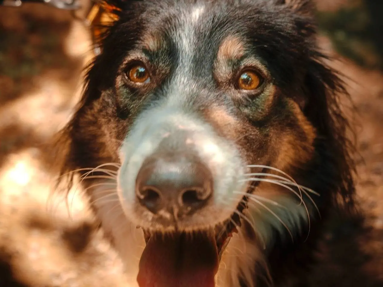 Adotta un cane, taglia media, femmina, Milano