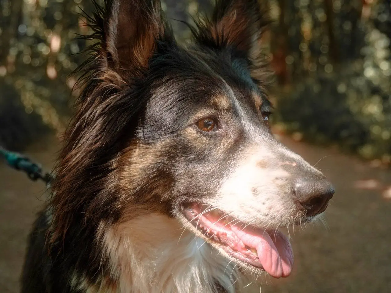 Vuoi adottare un cane a Milano?