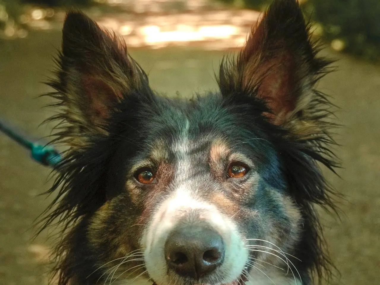 Adotta un cane, femmina, 3 anni e 7 mesi, Milano