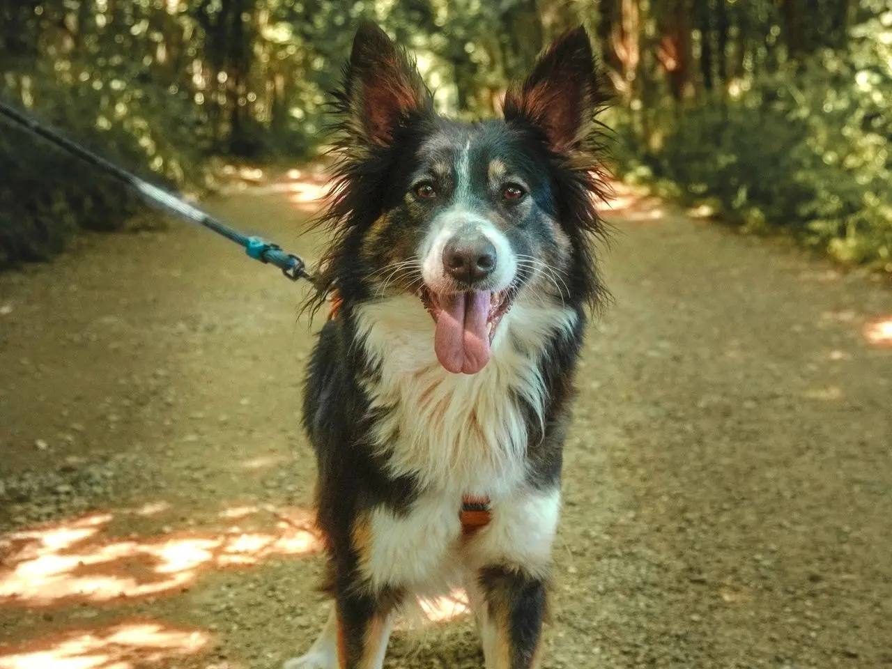 Adozione cane, femmina, Border Collie Razza sconosciuta, 3 anni e 7 mesi, taglia media, Milano