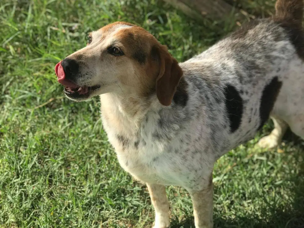 Adotta il cane Billy a Latina