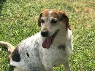 Adozione cane, maschio, meticcio, 9 anni e 11 mesi, taglia media, Latina