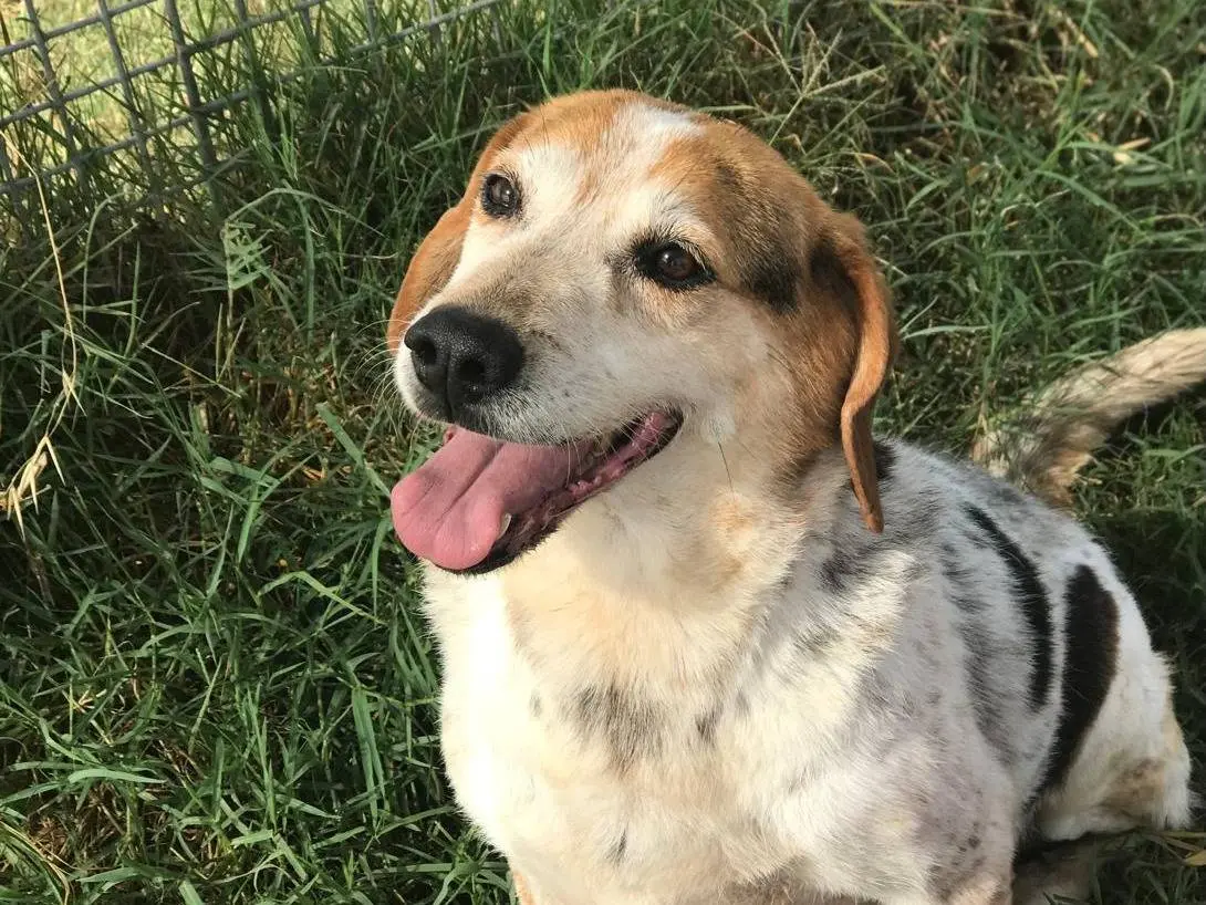 Adotta un cane, taglia media, maschio, Latina