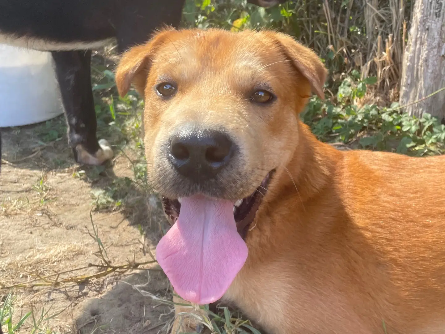 Adozione cane, maschio, Shar Pei Razza sconosciuta, 2 anni e 11 mesi, taglia media contenuta, Latina