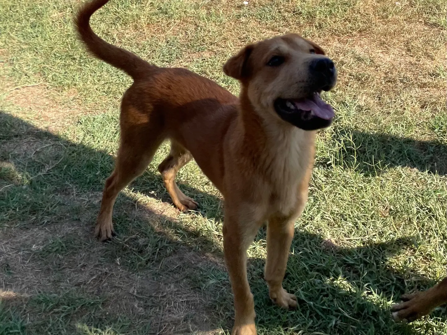 Adotta il cane Lars a Latina